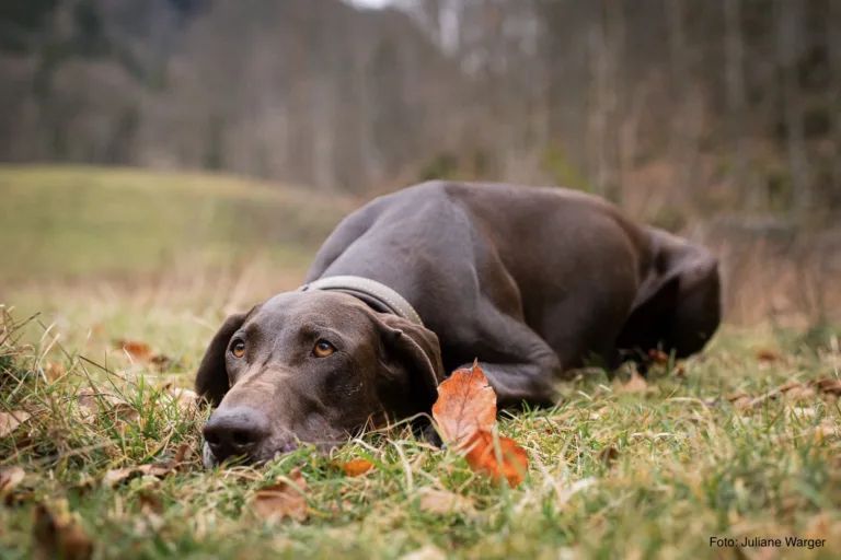 Vorbereitungskurs für Jagdhunde zur Qualifizierten Brauchbarkeitsprüfung 2025